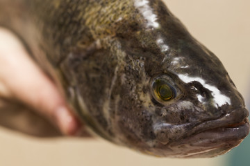 Fish head in ice, fish market closeup photo