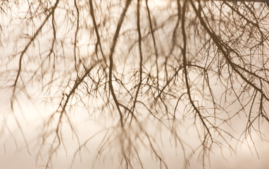 Branches of a tree reflected in a puddle on the road