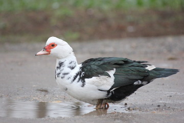 farmer duck on a walk after the rain a meadow pasture