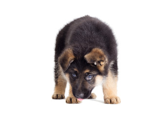 Puppy looking