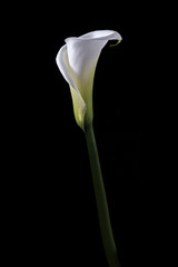 calla