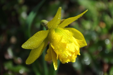 Naklejka na ściany i meble Narcissus flower