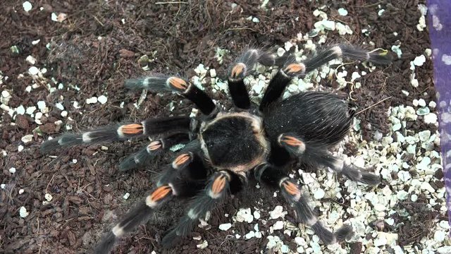 Big hairy spider. 4K.