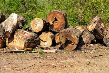 Cut the trees. Trees cut. Stacked tree trunks. Cut tree trunks. Wood. Wood ready for use. Raw wood....