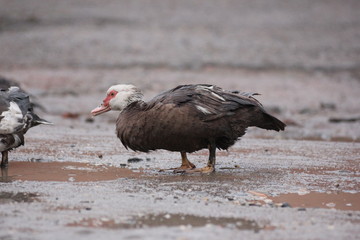 farmer duck on a walk after the rain a meadow pasture