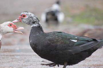farmer duck on a walk after the rain a meadow pasture