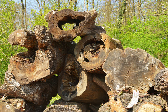 Cut the trees. Trees cut. Stacked tree trunks. Cut tree trunks. Wood. Wood ready for use. Raw wood. Wood