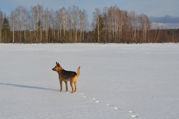 Dog in the snow