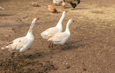 Three muddy geese in sandy farm yard