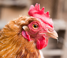 Portrait of a red hen in nature