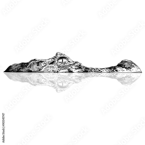 Crocodile Peeking Out Of The Water And Visible Part Of The Muzzle And Reflection On Sketch Vector Graphics Black And White Drawing Wall Mural Serafima Manekina