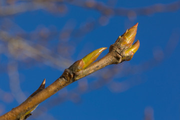 The first spring gentle leaves, buds and branches macro background. Isolated on white