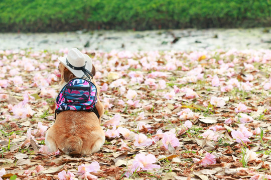 Fat dog wear pink flower shirt sit back in flower garden.