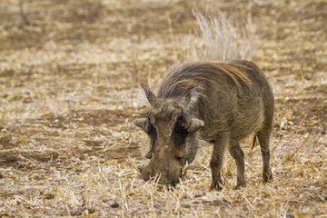 common warthog in Kruger National park, South Africa