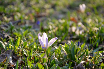 Fototapeta premium Lone crocus in spring grass