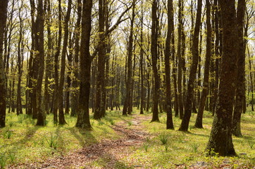 Sentiero nella foresta 