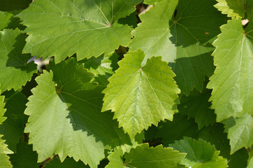 Fototapeta na wymiar grape leaves