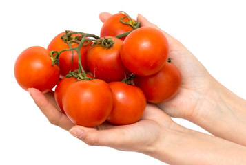 Red tomatoes in hands on a white background