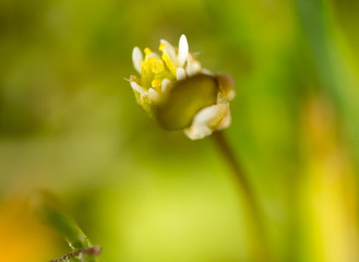 Beautiful little white flower in nature. macro