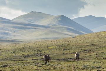 Two horses standing in a green prairie. Mountain background