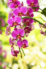 Fototapeta na wymiar Beautiful purple orchids flower in garden