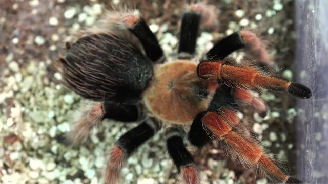 Big hairy spider. 4K.