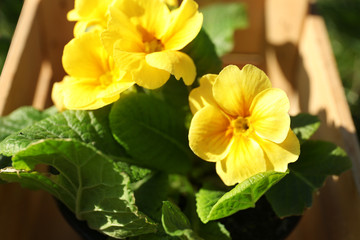 Beautiful primulas in pot, closeup