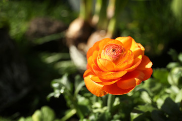 Beautiful ranunculus flower outdoors on sunny day