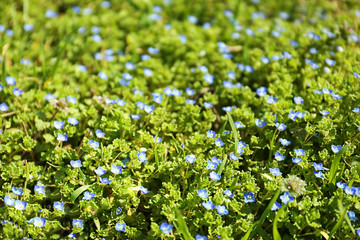Beautiful blue flowers outdoors on sunny day, closeup