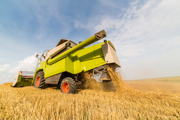Obraz premium Combine harvester in action on wheat field. Harvesting is the process of gathering a ripe crop from the fields.