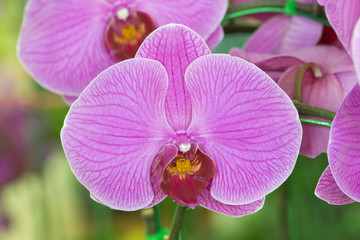 Fototapeta na wymiar Beautiful purple orchids flower in garden