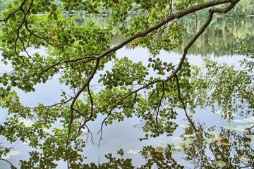 Fototapeta premium Green springtime tree branch and still water of a lake on the background