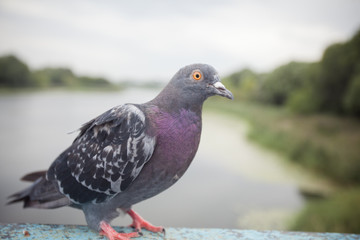 Dove on the bridge by the river