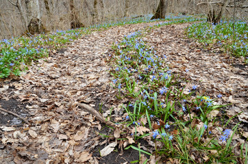 Spring road with a blossoming scilla