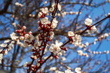 Spring flower of apricot