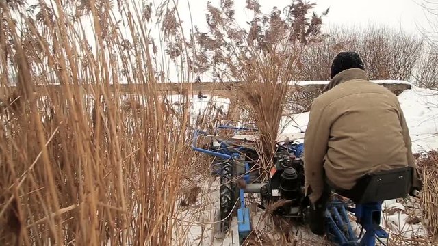 Harvesting reed in winter