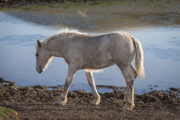 White foal walking on a riverside