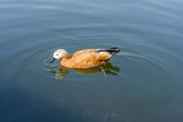 wild duck in city pond