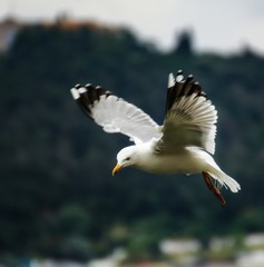Seagull