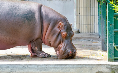 Portrait of a hippo