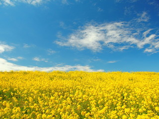 菜の花咲く土手