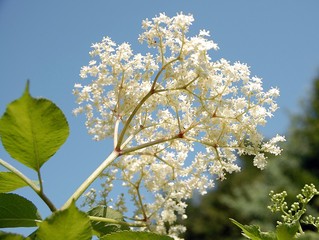 Holunderblüten