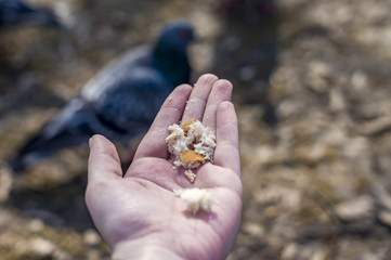 Woman hand with bread is going to feed pigeons