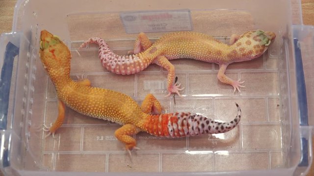 Yellow lizard. 4K.