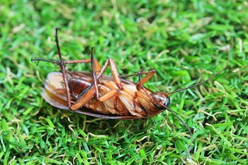 cockroaches