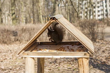 A squirrel with a nut inside the feeder