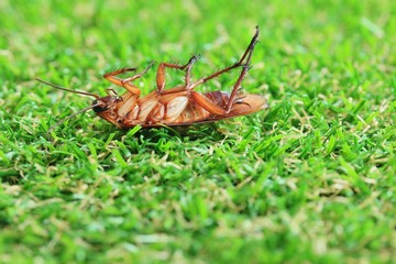 cockroaches