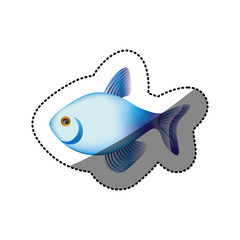 sticker colorful fish aquatic animal icon vector illustration