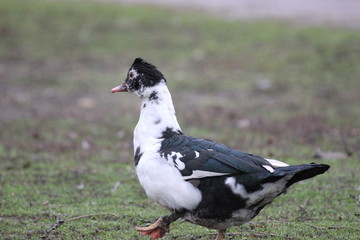 farmer duck on a walk after the rain a meadow pasture