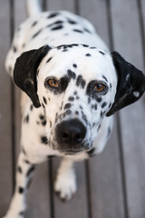 head of a dalmatian dog
